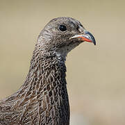 Cape Spurfowl