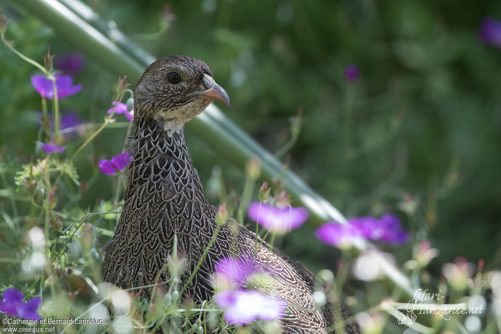 Francolin criardadulte, composition