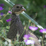 Cape Spurfowl