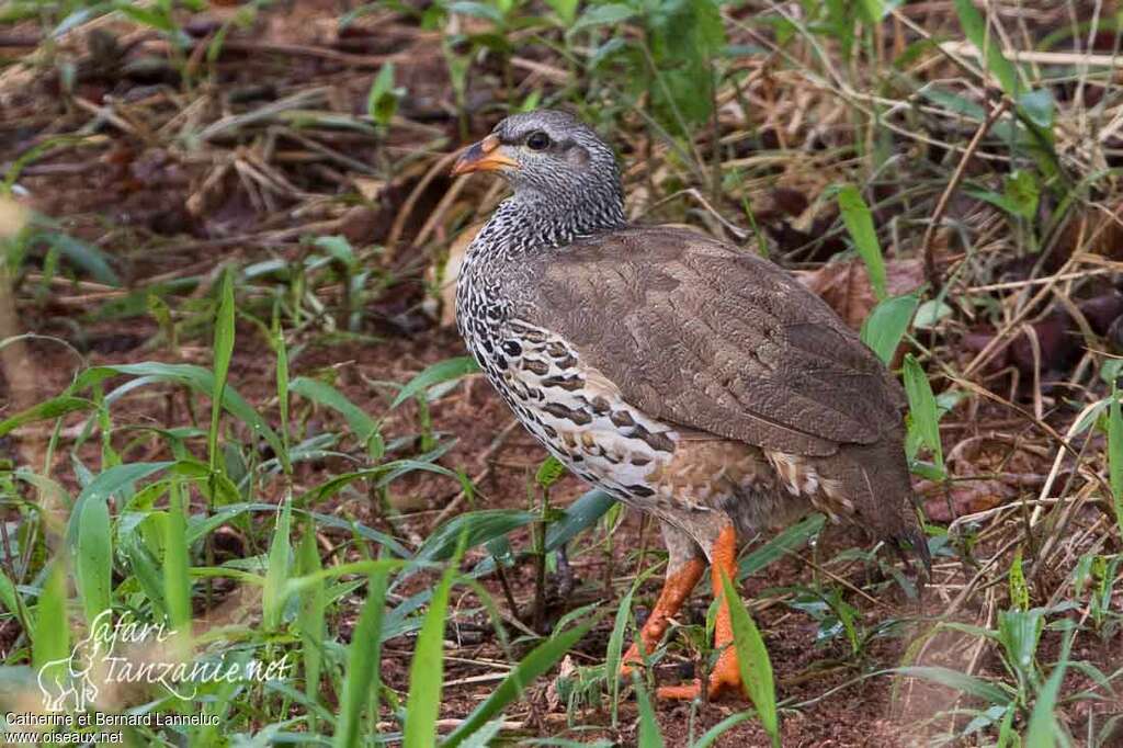 Hildebrandt's Francolin male adult, identification