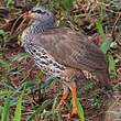 Francolin de Hildebrandt