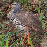 Hildebrandt's Spurfowl