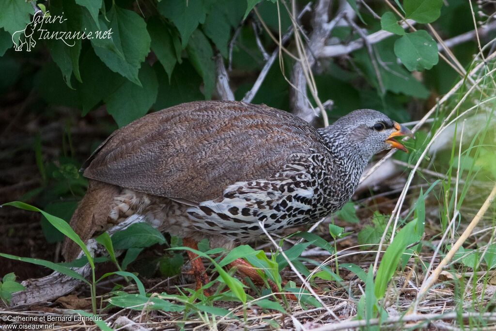 Hildebrandt's Spurfowl male adult, eats