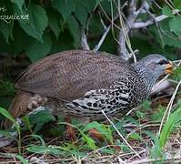 Hildebrandt's Francolin