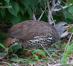 Francolin de Hildebrandt