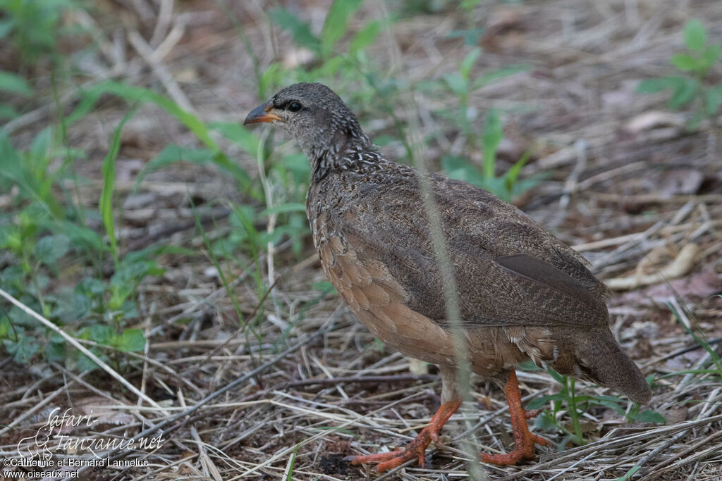 Hildebrandt's Francolin female adult, identification