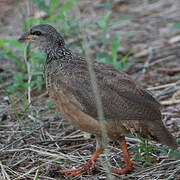 Hildebrandt's Francolin