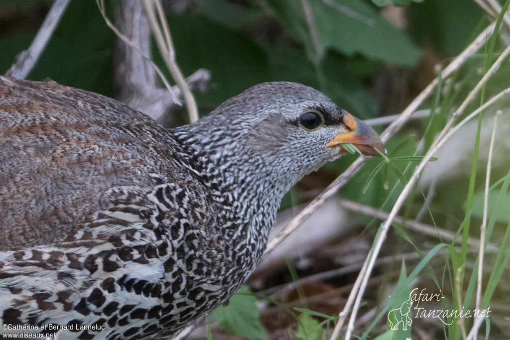 Hildebrandt's Francolin male adult, close-up portrait, feeding habits