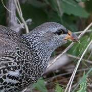 Hildebrandt's Spurfowl