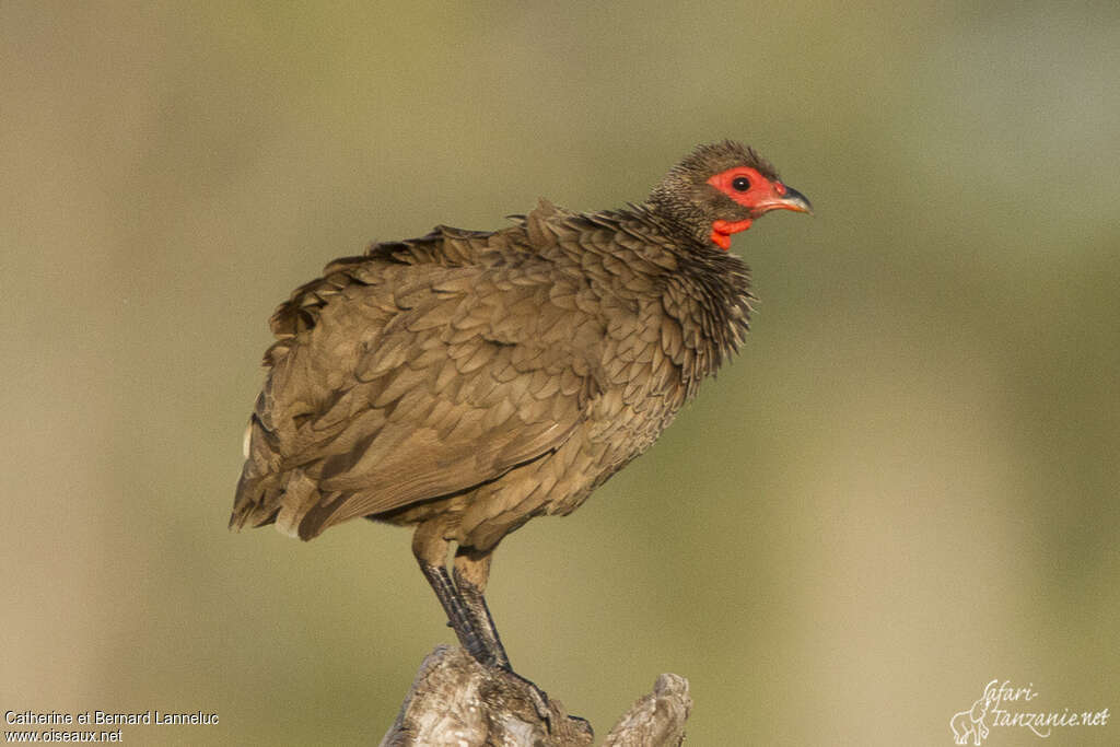 Francolin de Swainsonadulte, identification