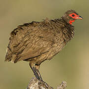 Francolin de Swainson