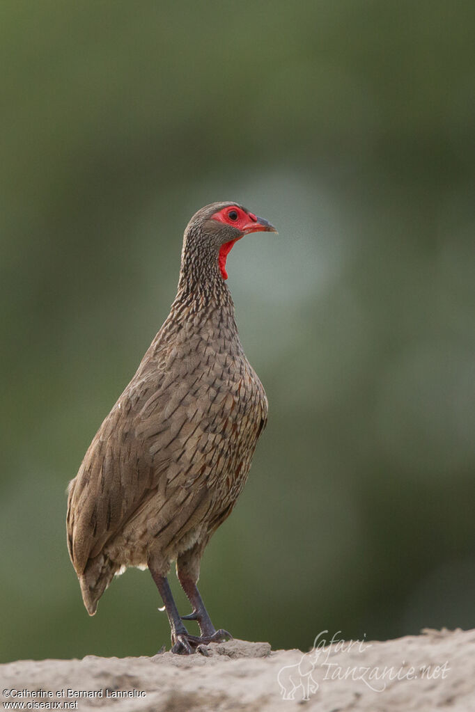 Francolin de Swainsonadulte, identification