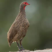 Swainson's Spurfowl