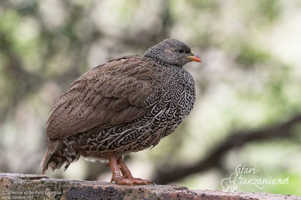 Francolin du Nataladulte, identification