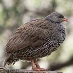 Francolin du Natal