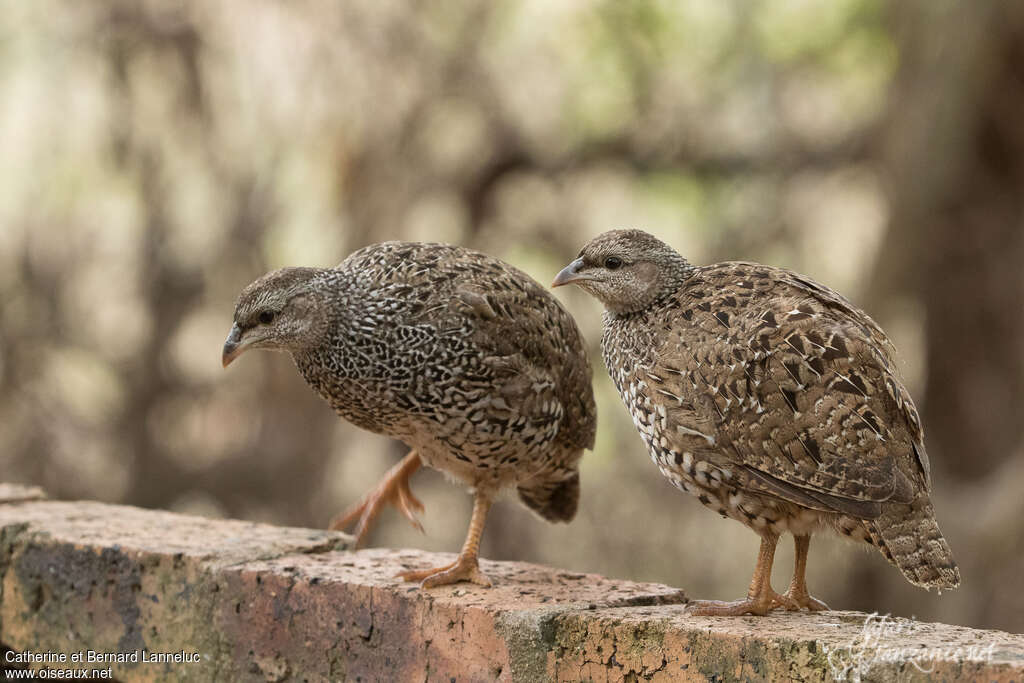 Francolin du Nataljuvénile