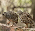 Francolin du Natal