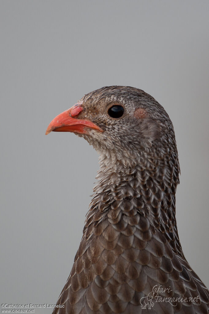 Scaly Francolin