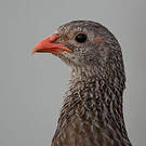 Francolin écaillé