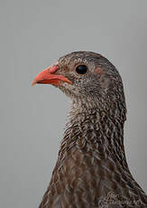 Francolin écaillé