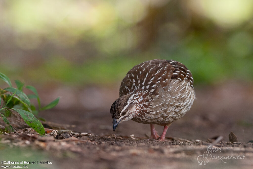 Francolin huppéadulte, mange