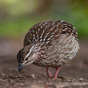 Crested Francolin