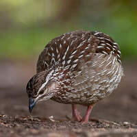 Francolin huppé