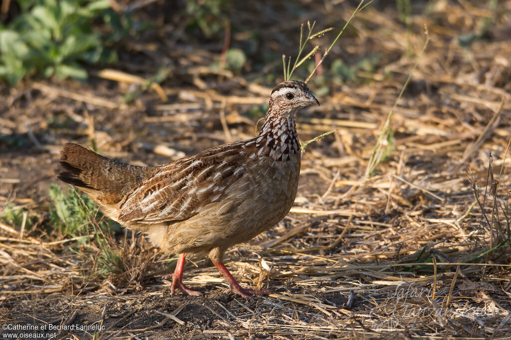 Crested Francolinadult, identification