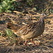 Francolin huppé