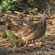 Francolin huppé