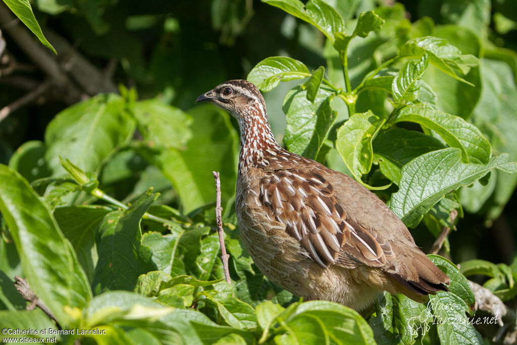 Francolin huppéadulte, identification