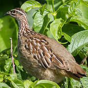 Crested Francolin