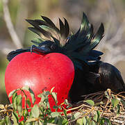 Great Frigatebird