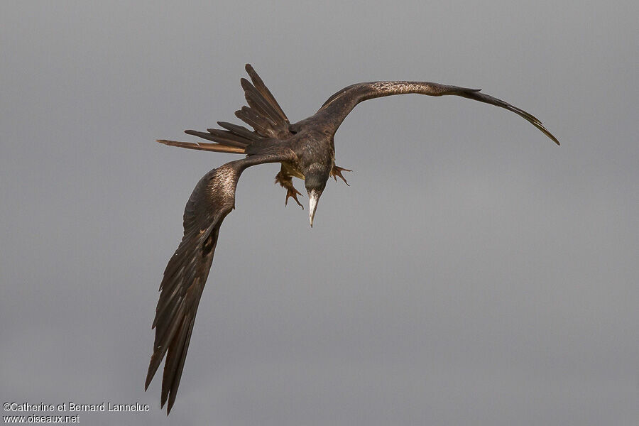 Great Frigatebirdsubadult, Flight, fishing/hunting