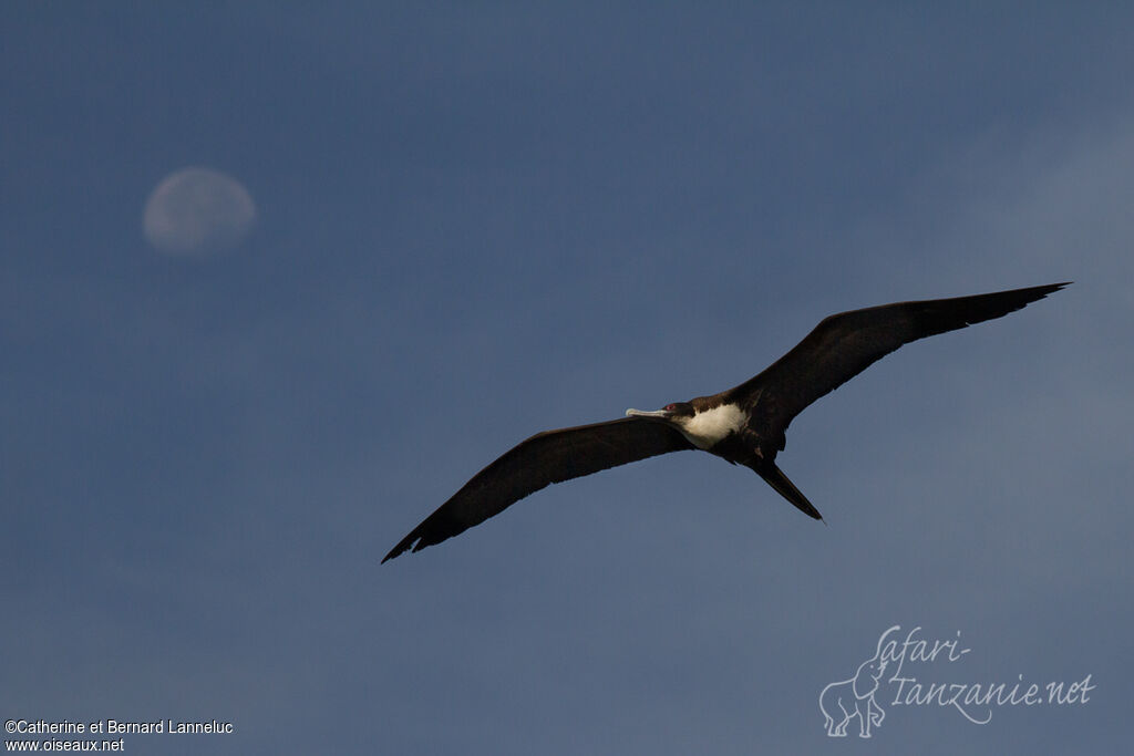 Great Frigatebird female adult, Flight