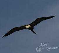 Great Frigatebird