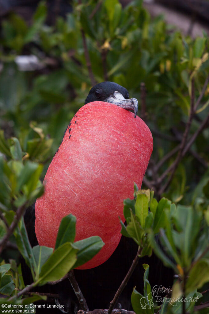 Magnificent Frigatebird male, Behaviour