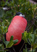 Magnificent Frigatebird