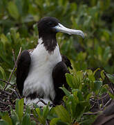 Magnificent Frigatebird