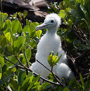 Magnificent Frigatebird