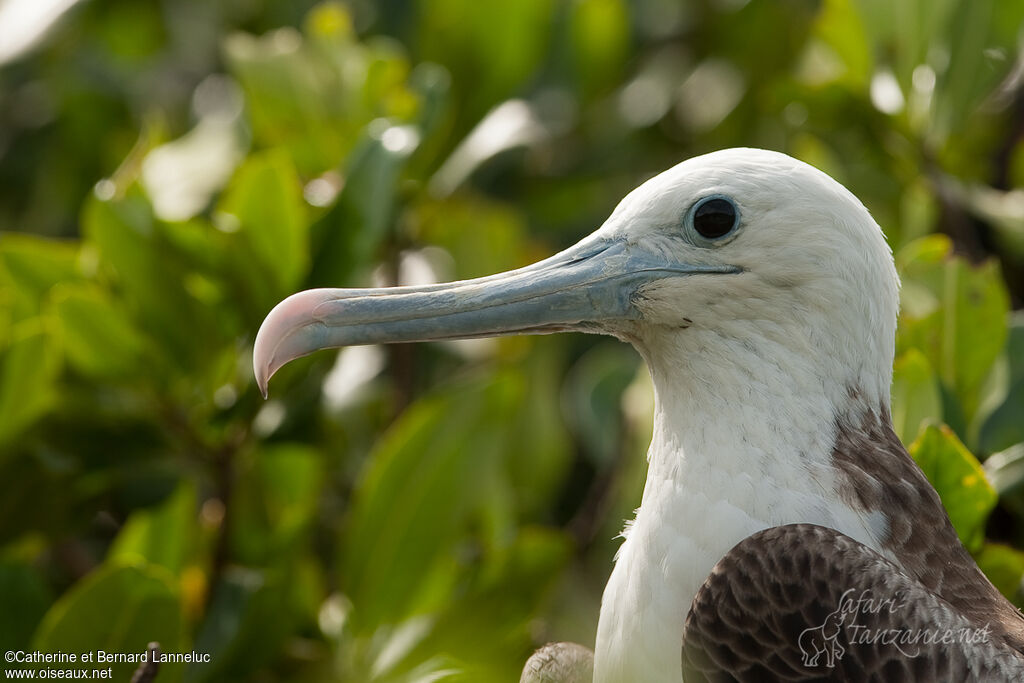 Magnificent Frigatebirdimmature, close-up portrait