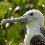 Magnificent Frigatebird