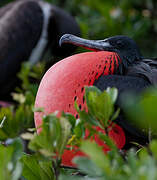 Magnificent Frigatebird