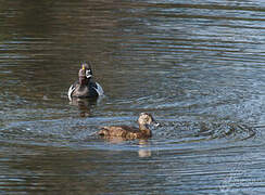 Ring-necked Duck