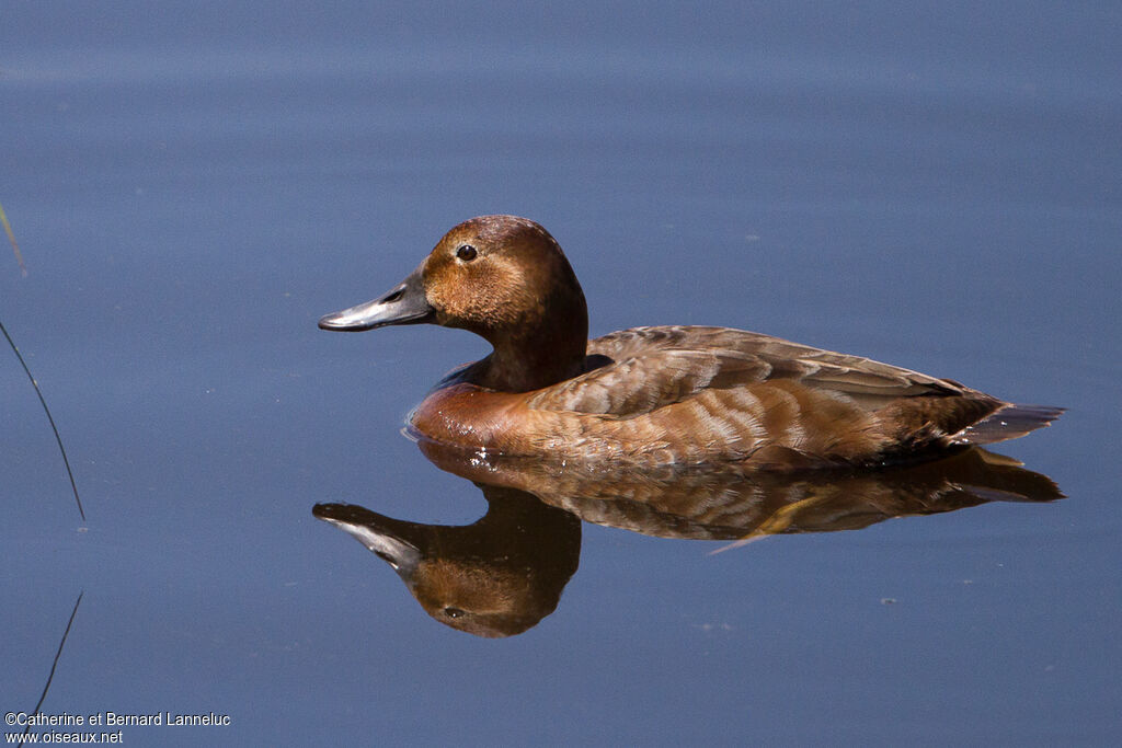 Common Pochard female adult