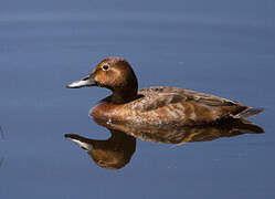 Common Pochard