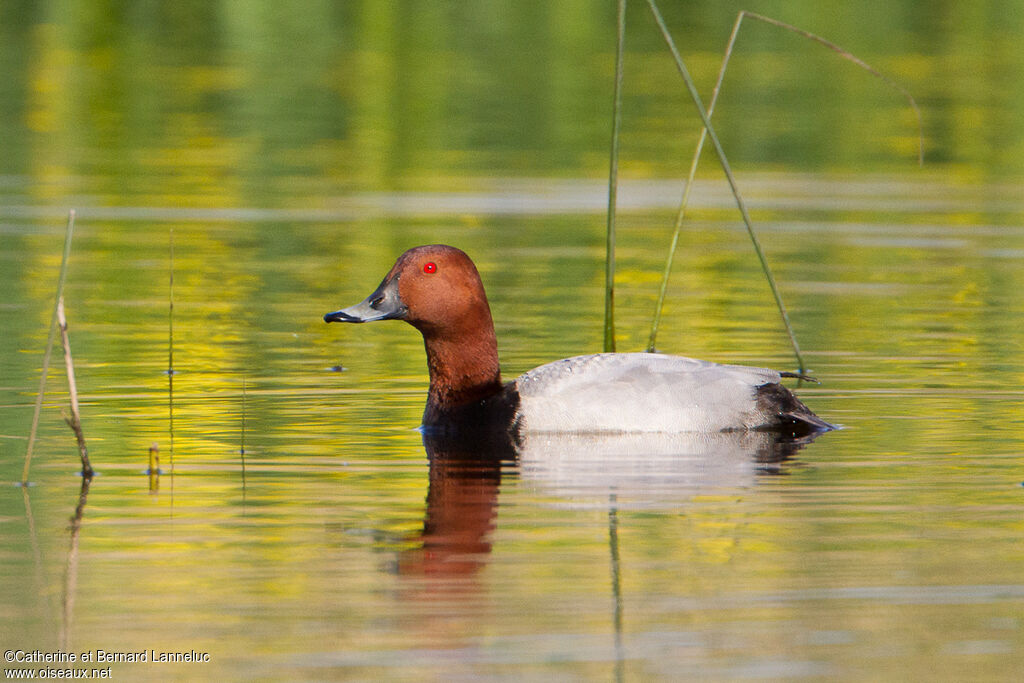 Common Pochard male adult breeding, identification