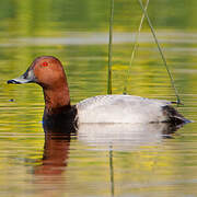 Common Pochard