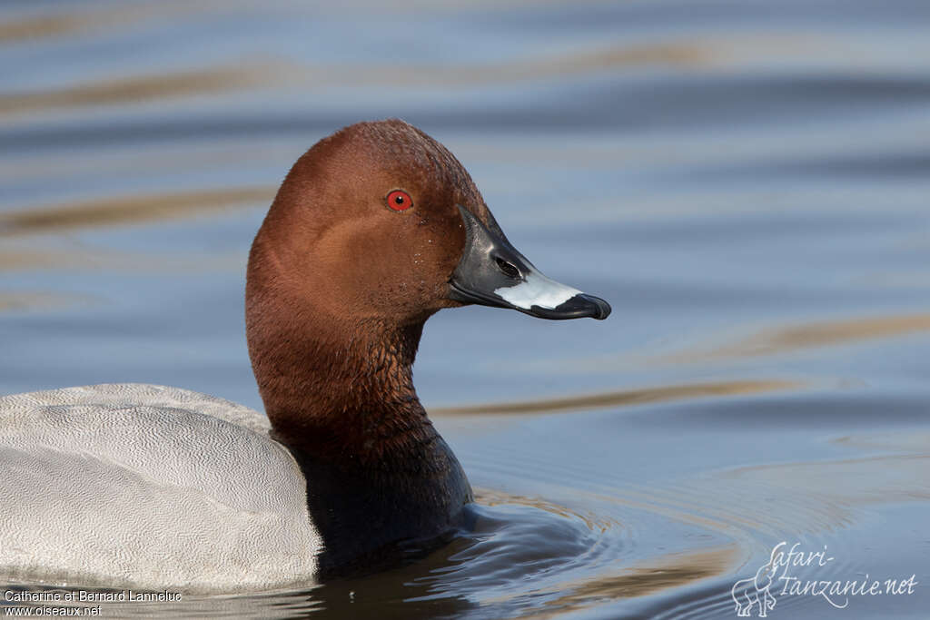 Common Pochard male adult breeding, close-up portrait, aspect