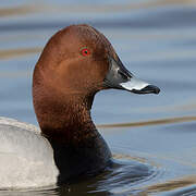 Common Pochard